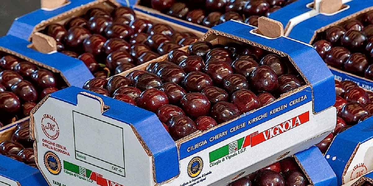 «Vignola, persi 10 milioni di euro solo con le ciliegie precoci»